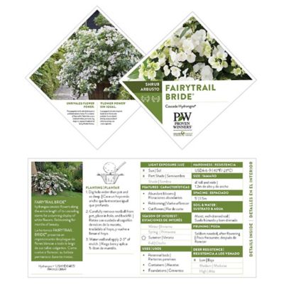Image showing 5 th Proven Winners 2 gal. Potted Fairytrail Bride Hydrangea Shrub