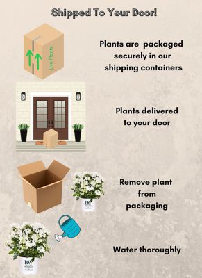 Image showing 7 th Proven Winners 2 gal. Potted Fairytrail Bride Hydrangea Shrub
