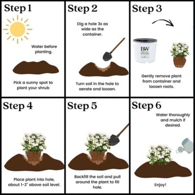 Image showing 8 th Proven Winners 2 gal. Potted Fairytrail Bride Hydrangea Shrub