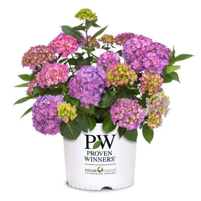 Proven Winners 2 gal. Let's Dance Arriba Hydrangea Shrub