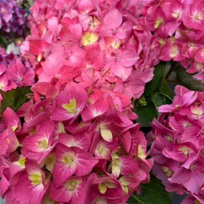 Image showing  2 gal. Potted Let's Dance Arriba Hydrangea Shrub