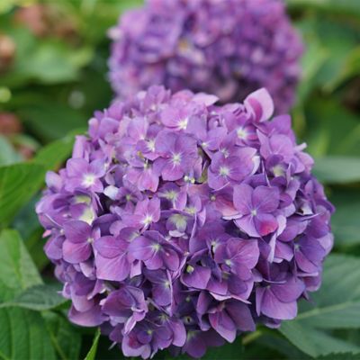 Image showing  2 gal. Potted Let's Dance Arriba Hydrangea Shrub