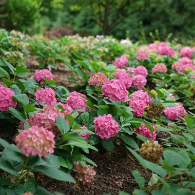 Image showing  2 gal. Potted Let's Dance Arriba Hydrangea Shrub