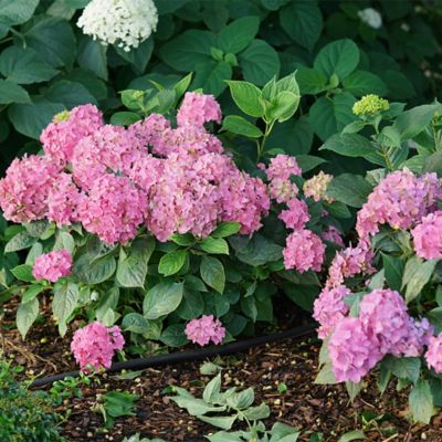 Image showing  2 gal. Potted Let's Dance Arriba Hydrangea Shrub