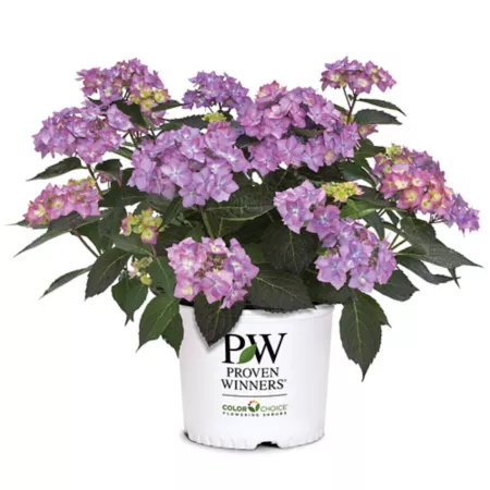 Proven Winners 2 gal Let's Dance Can Do Hydrangea Shrub Bushes