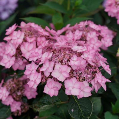 Image showing  2 gal. Potted Let's Dance Can Do Hydrangea Shrub