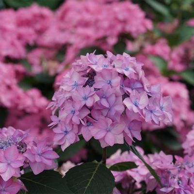 Image showing  2 gal. Potted Let's Dance Can Do Hydrangea Shrub