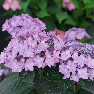 Image showing  2 gal. Potted Let's Dance Can Do Hydrangea Shrub