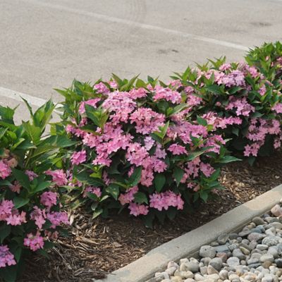 Image showing  2 gal. Potted Let's Dance Can Do Hydrangea Shrub
