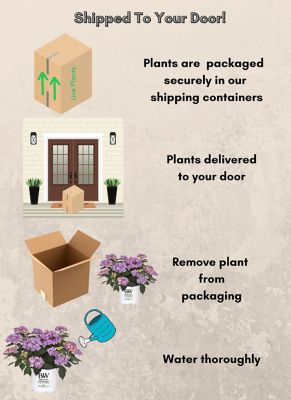 Image showing 7 th Proven Winners 2 gal. Potted Let's Dance Can Do Hydrangea Shrub