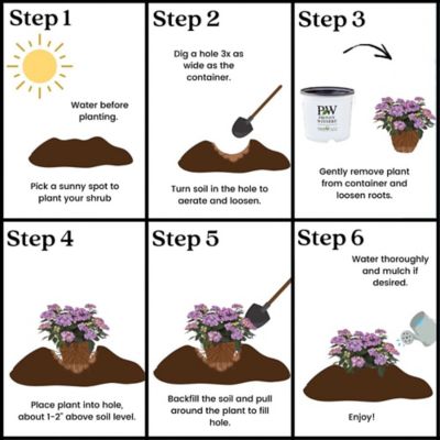 Image showing 8 th Proven Winners 2 gal. Potted Let's Dance Can Do Hydrangea Shrub