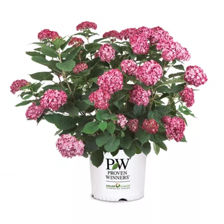 Proven Winners 2 gal Ruby Invincibelle Hydrangea Shrub Bushes