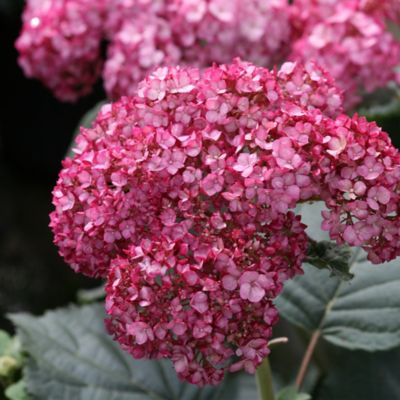 Image showing  2 gal. Potted Ruby Invincibelle Hydrangea Shrub
