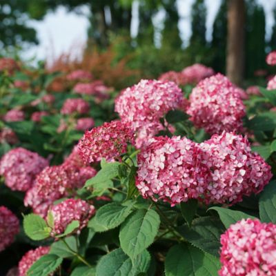 Image showing  2 gal. Potted Ruby Invincibelle Hydrangea Shrub