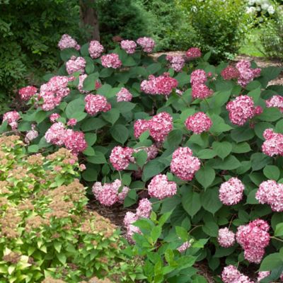 Image showing  2 gal. Potted Ruby Invincibelle Hydrangea Shrub