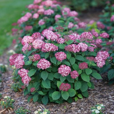 Image showing  2 gal. Potted Ruby Invincibelle Hydrangea Shrub