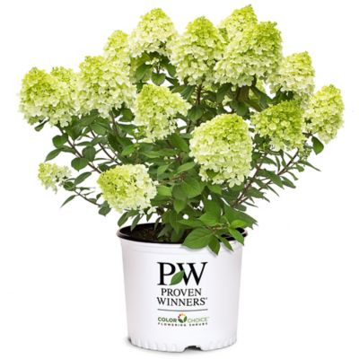 Proven Winners 2 gal. Potted Little Lime Punch Hydrangea Shrub