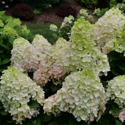Image showing  2 gal. Potted Little Lime Punch Hydrangea Shrub