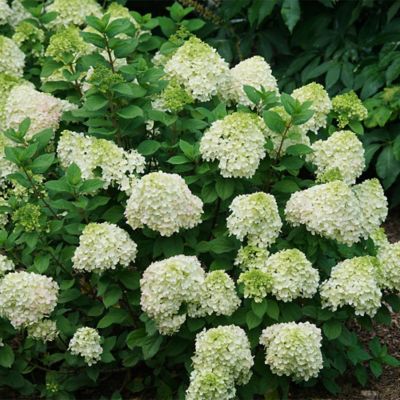 Image showing  2 gal. Potted Little Lime Punch Hydrangea Shrub