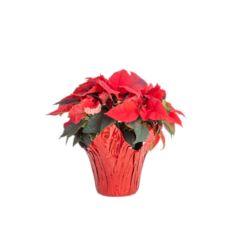 Poinsettias