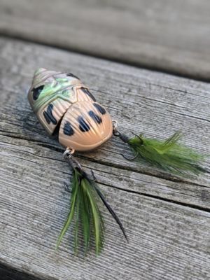 Image showing 7 th Lunkerhunt Battle Beetle, BEET01