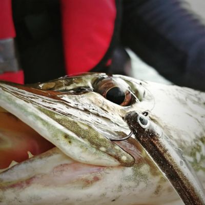 Image showing  Swim Bento, LHP BS 401