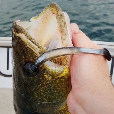 Image showing  Swim Bento, LHP BS 401