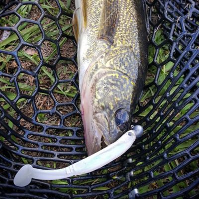 Image showing  Swim Bento, LHP BS 402