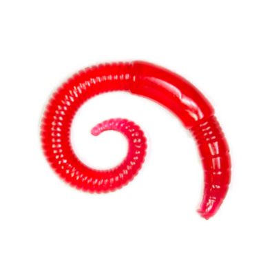 Image showing  River Worm, LHPFRW03