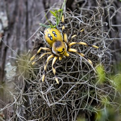 Image showing  Phantom Spider, LSPIDER01