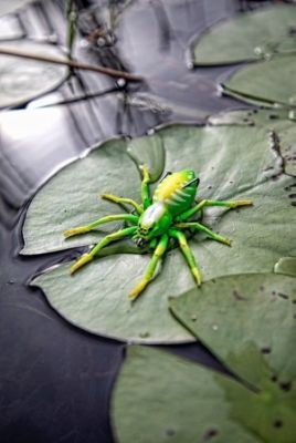 Image showing  Phantom Spider, SPIDER03