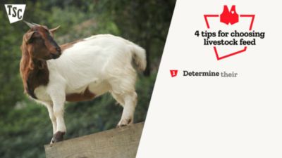 Image showing  Show Pig Complete Pig Feed, 50 lb. Bag