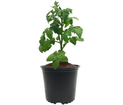 Image showing 6 th Viagrow 650g Coco Coir Bricks, 3 pk.