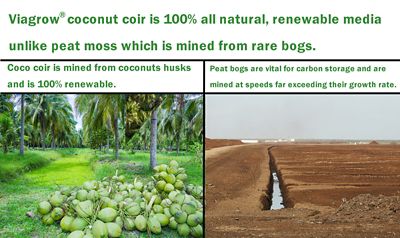 Image showing  650g Coco Coir Bricks, Makes 2 gal./8 qt., 12-Pack