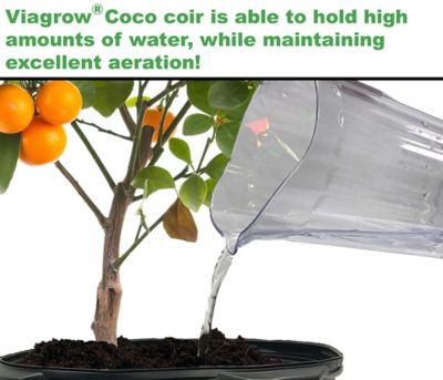 Image showing  650g Coco Coir Bricks, Makes 2 gal./8 qt., 12-Pack