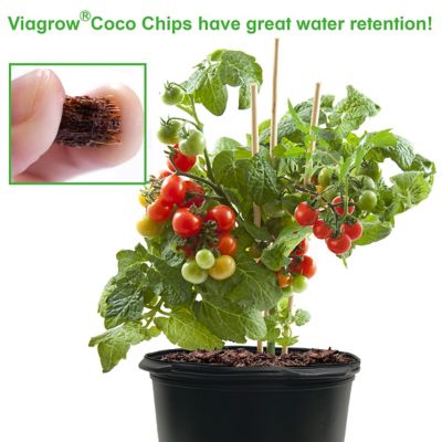 Image showing  Coco Coir Chips, 5KG Brick, 2 Pack