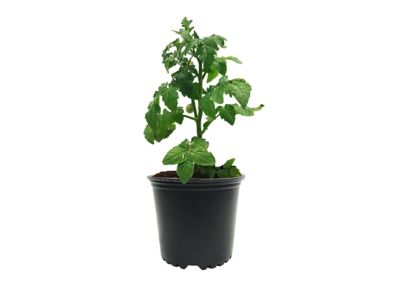 Image showing 5 th Viagrow 1 gal. Plastic Nursery Pots, 20-Pack