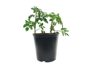 Image showing 7 th Viagrow 2 gal. Plastic Nursery Pots, 10-Pack