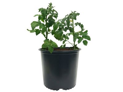 Image showing  3 gal. Plastic Nursery Pots, 12-Pack