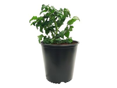 Image showing 7 th Viagrow 5 gal. Plastic Nursery Plant Pots for Container Gardening, 20-Pack