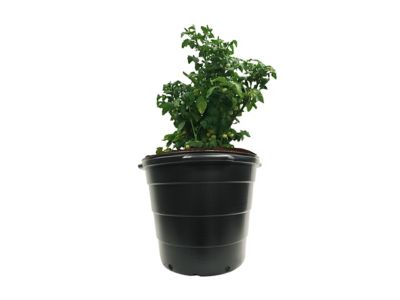 Image showing  15 gal. Plastic Round Nursery Trade Pots, 5-Pack
