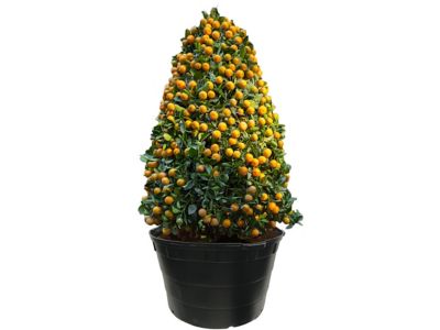 Image showing  50 gal. Plastic Round Nursery Pots, 5-Pack