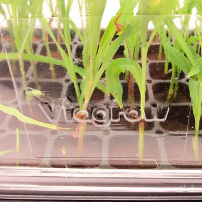 Image showing  Plastic Propagation Domes, 7 in., 50-Pack