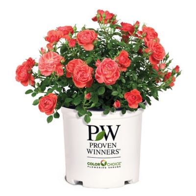 Proven Winners 2 gal. Potted Rose Oso Easy Mango Salsa Shrub