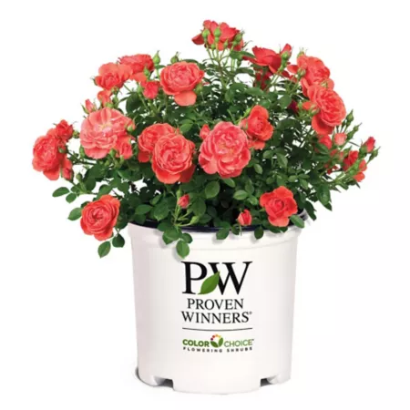 Proven Winners 2 gal Oso Rose Easy Mango Salsa Shrub in Pot Bushes