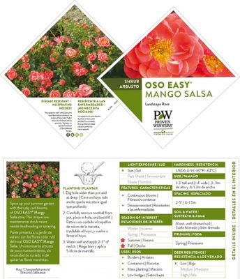 Image showing 5 th Proven Winners 2 gal. Potted Rose Oso Easy Mango Salsa Shrub