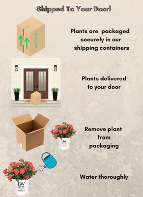 Image showing 7 th Proven Winners 2 gal. Potted Rose Oso Easy Mango Salsa Shrub