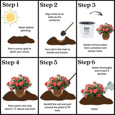 Image showing 8 th Proven Winners 2 gal. Potted Rose Oso Easy Mango Salsa Shrub