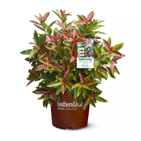 Southern Living 2 gal Copper Top Viburnum Shrub in Pot Bushes