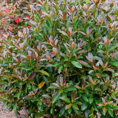 Image showing  2 gal. Potted Copper Top Viburnum Shrub